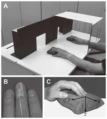 Effect of Visual Information on Active Touch During Mirror Visual Feedback